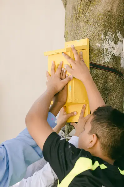 installing a birdhouse on a tree